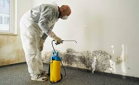 Best Basement Mold Removal in Rush City, MN